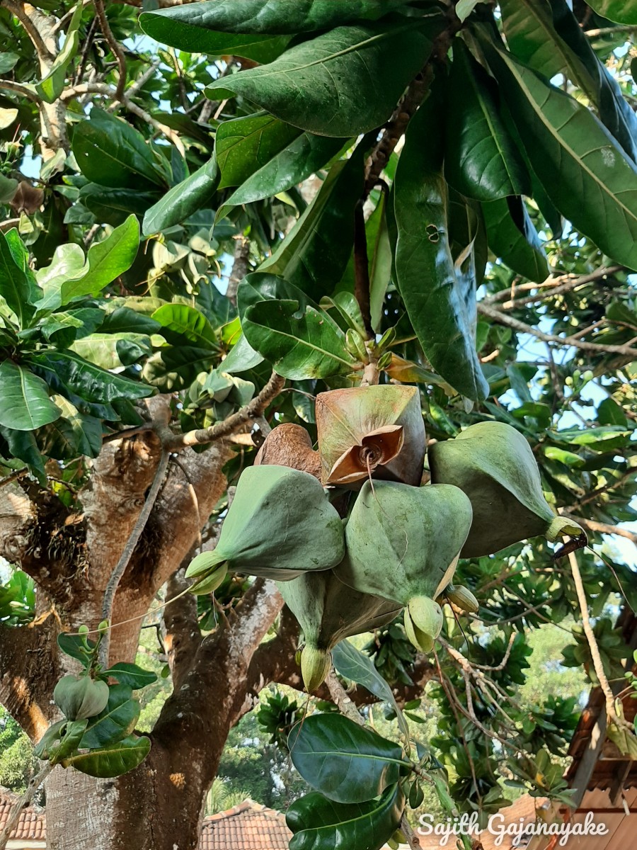 Barringtonia asiatica (L.) Kurz